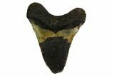 Fossil Megalodon Tooth - North Carolina #167017-2